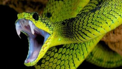 mo thay ran duoi minh 1